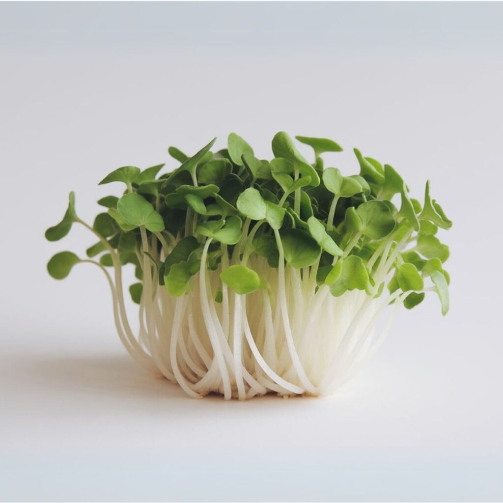 daikon sprouts