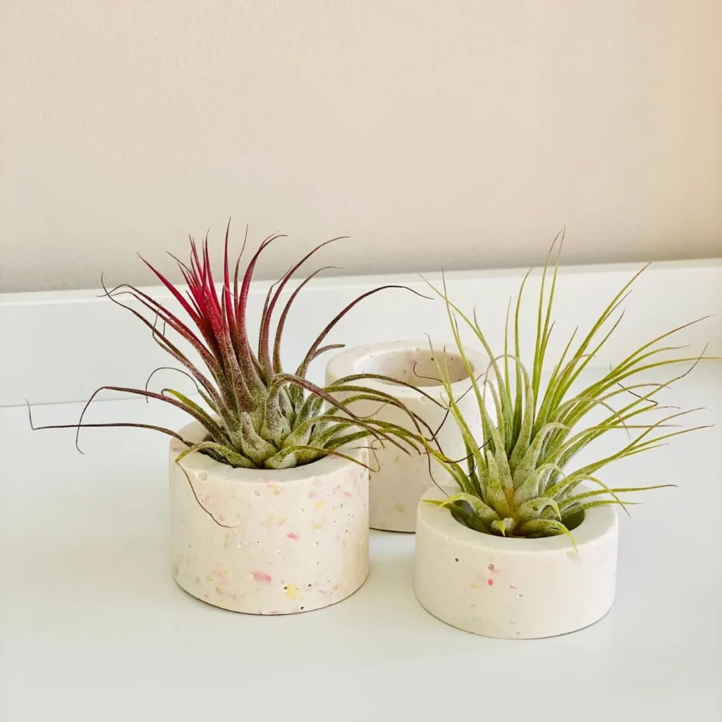 air plants