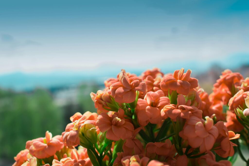 kalanchoe plant,