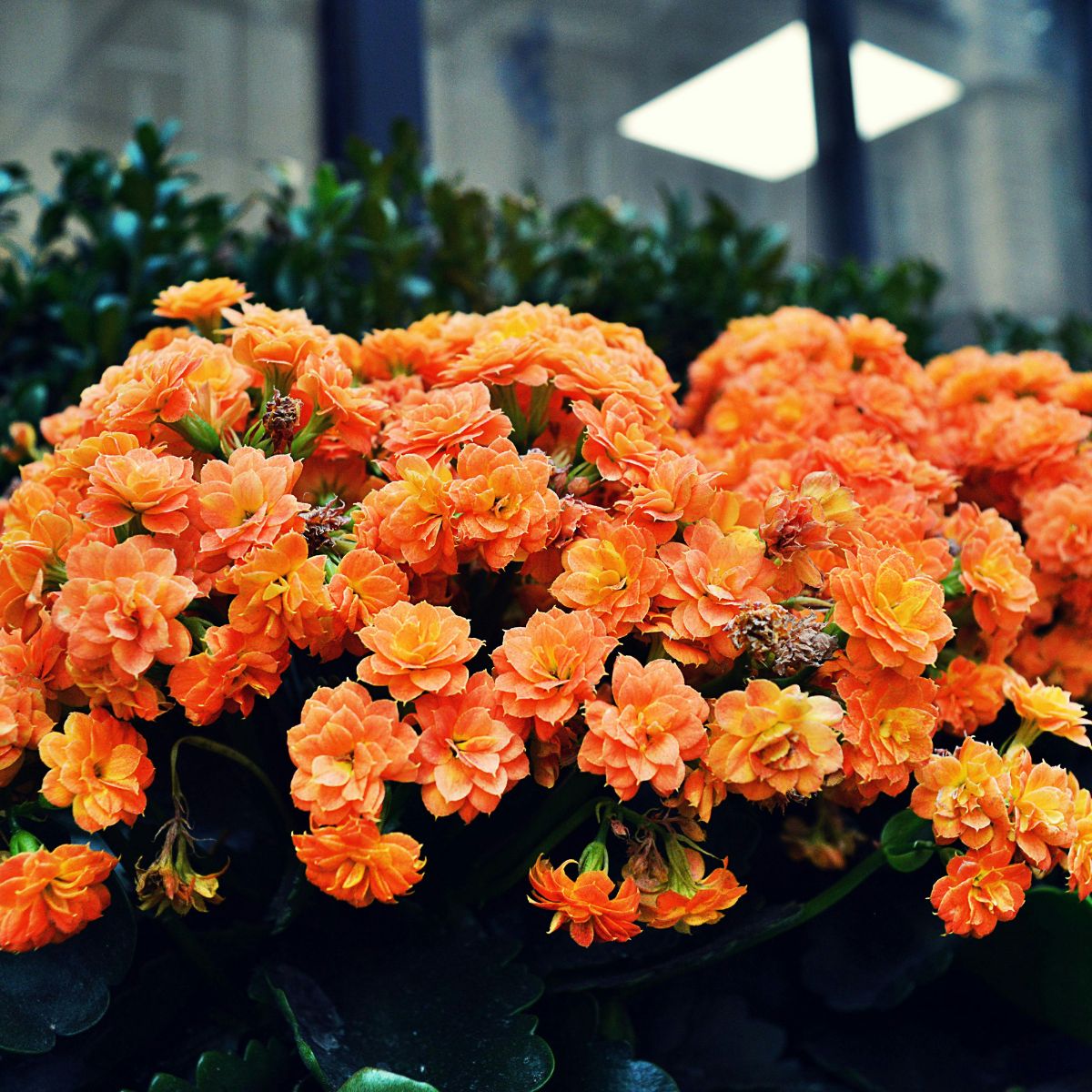 kalanchoe plant