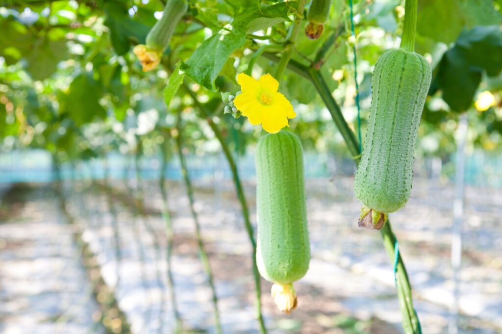 loofah plant