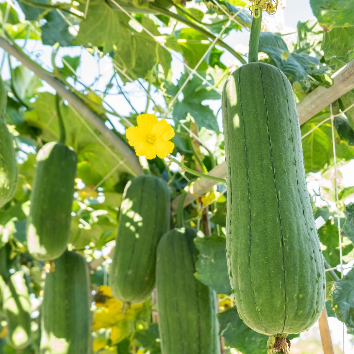 loofah plant